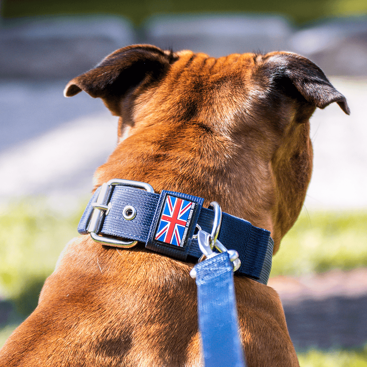 Padded Nylon Collar Staffordshire Bull Terrier 1935®