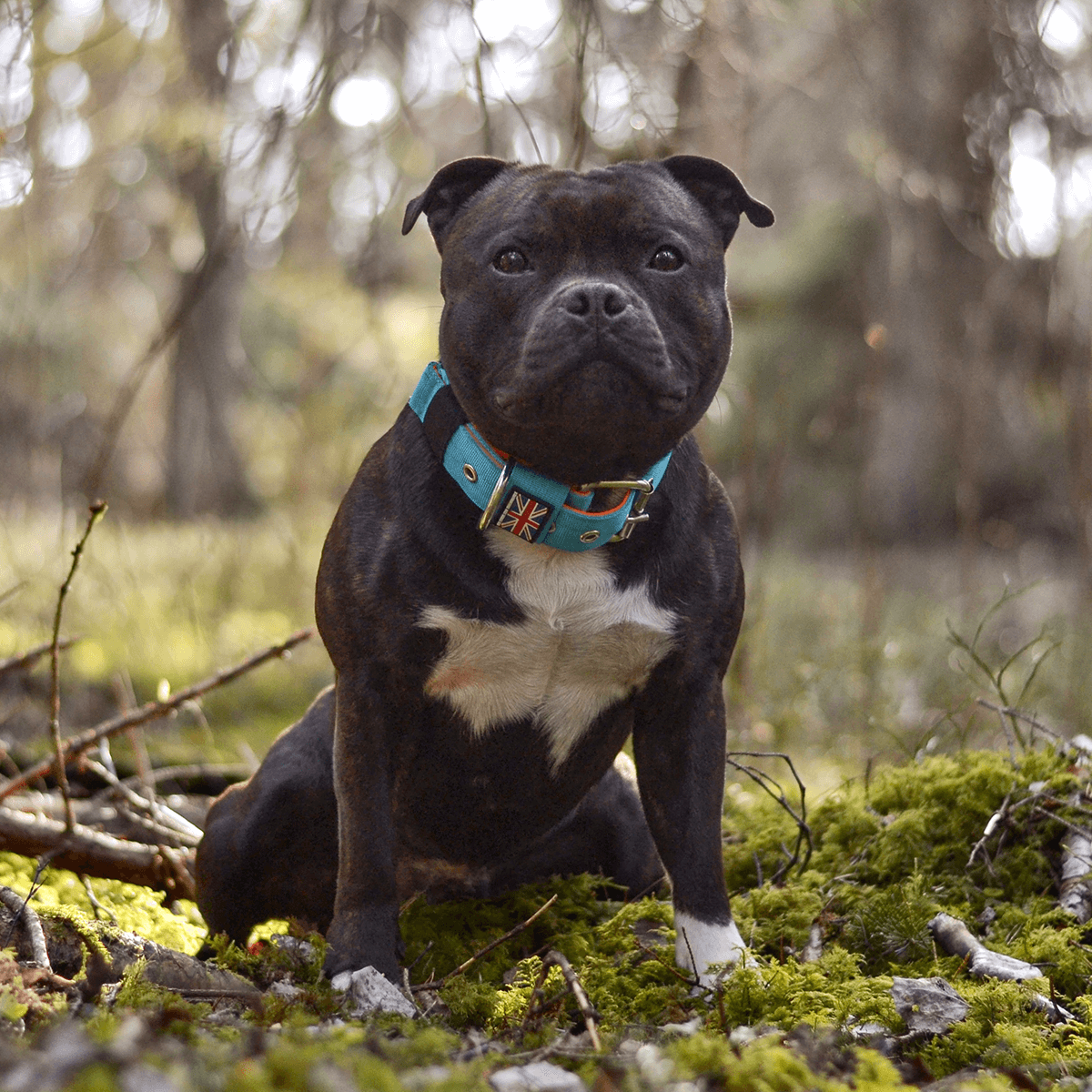 Padded Nylon Collar Staffordshire Bull Terrier®