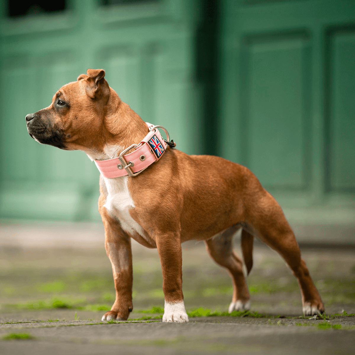 Padded Nylon Collar Staffordshire Bull Terrier 1935®