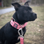 Padded Nylon Collar Staffordshire Bull Terrier 1935®