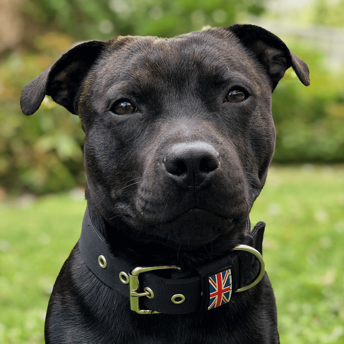 Padded Nylon Collar Staffordshire Bull Terrier 1935®