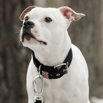 Padded Nylon Collar Staffordshire Bull Terrier 1935®