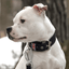 Padded Nylon Collar Staffordshire Bull Terrier 1935®