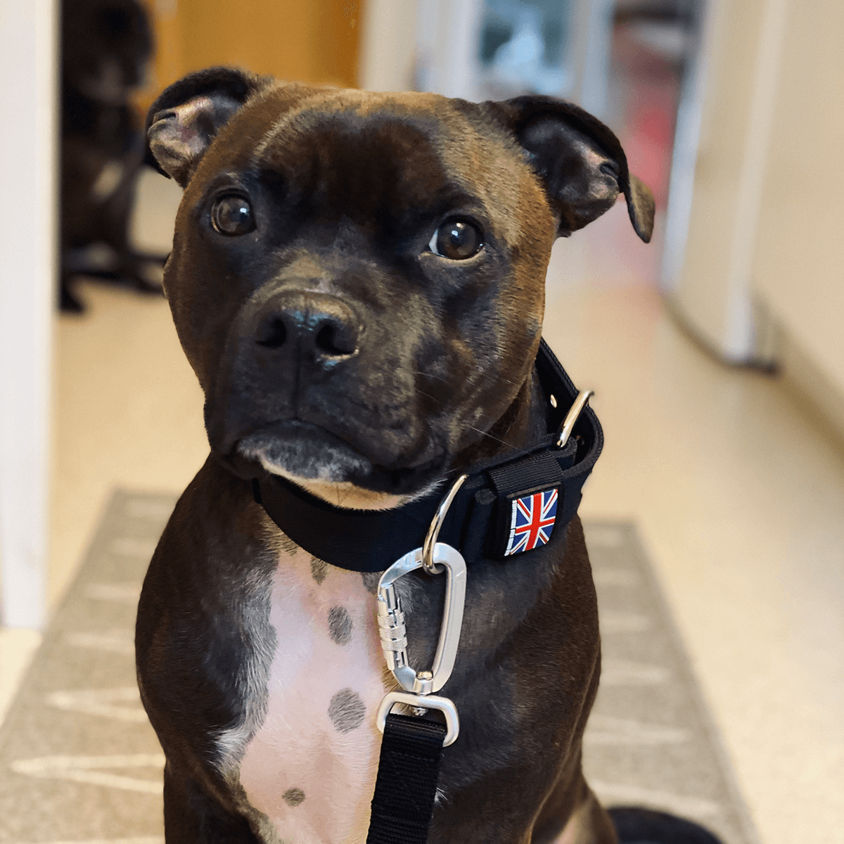 Padded Nylon Collar Staffordshire Bull Terrier 1935®