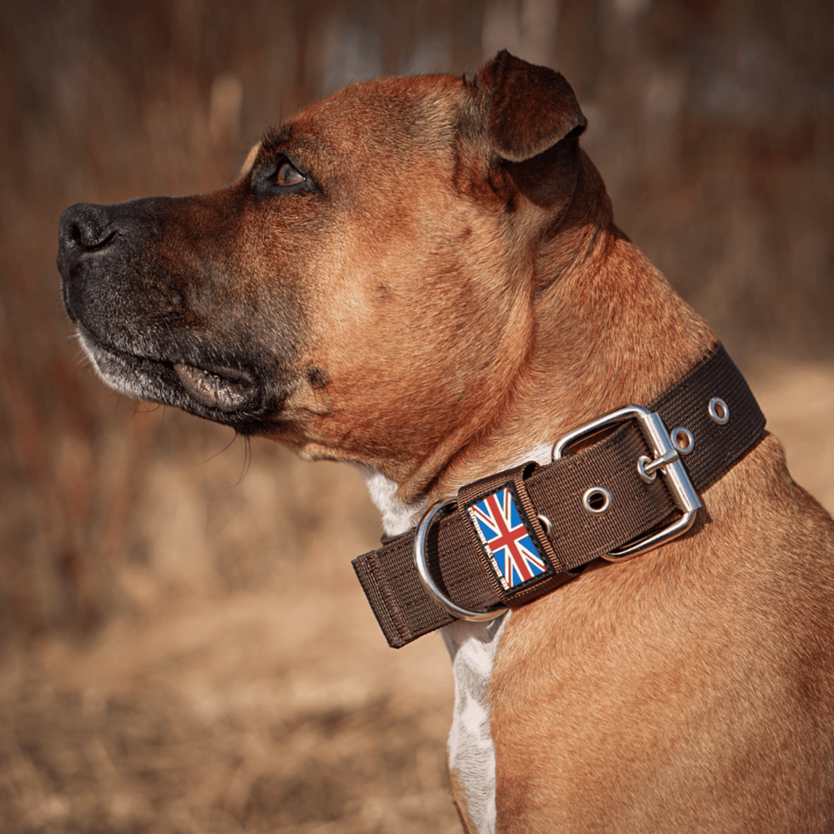 Padded Nylon Collar Staffordshire Bull Terrier 1935®