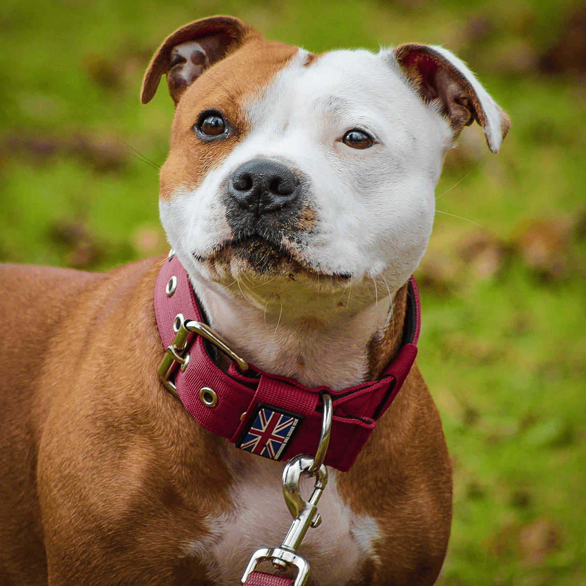 Padded Nylon Collar Staffordshire Bull Terrier 1935®