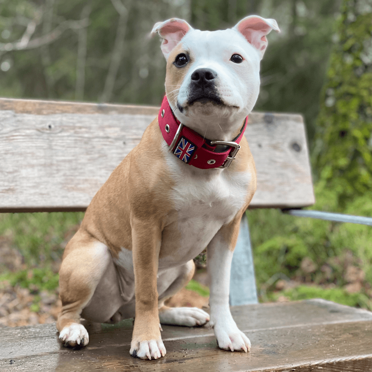 Padded Nylon Collar Staffordshire Bull Terrier 1935®