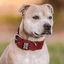 Padded Nylon Collar Staffordshire Bull Terrier 1935®