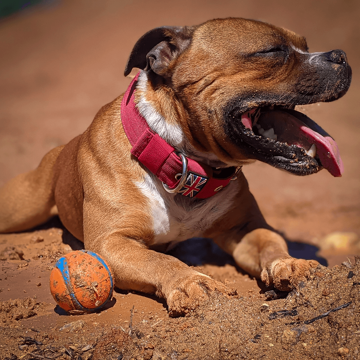 Padded Nylon Collar Staffordshire Bull Terrier 1935®