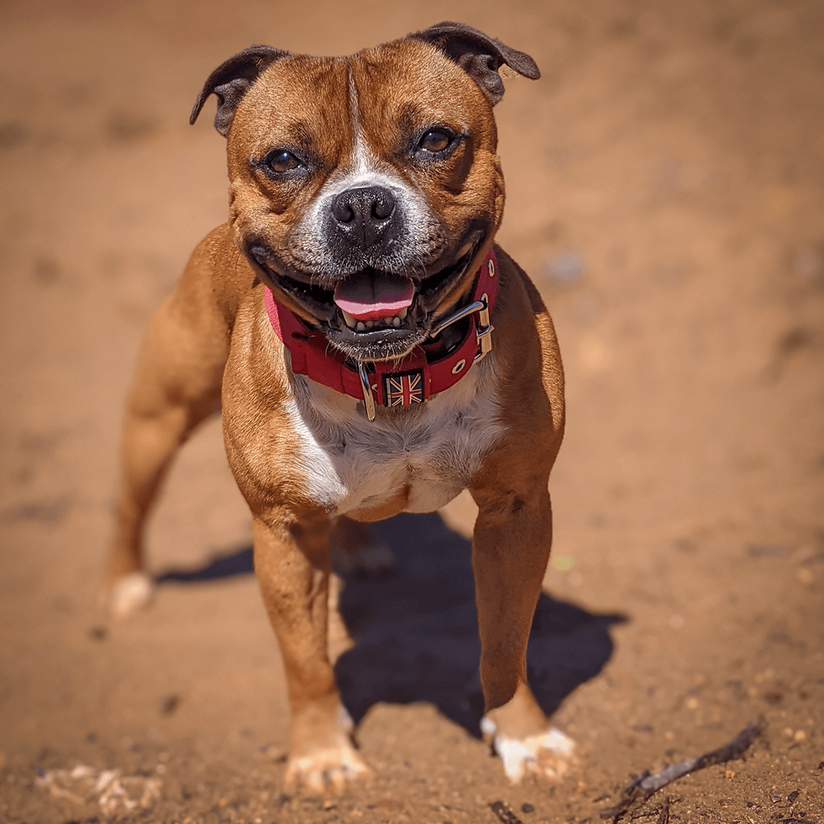 Padded Nylon Collar Staffordshire Bull Terrier 1935®