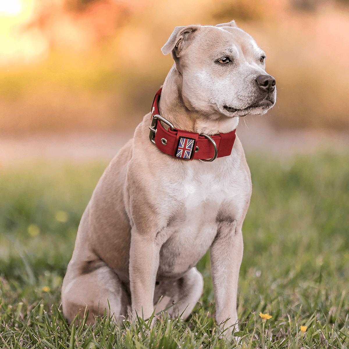 Padded Nylon Collar Staffordshire Bull Terrier 1935®