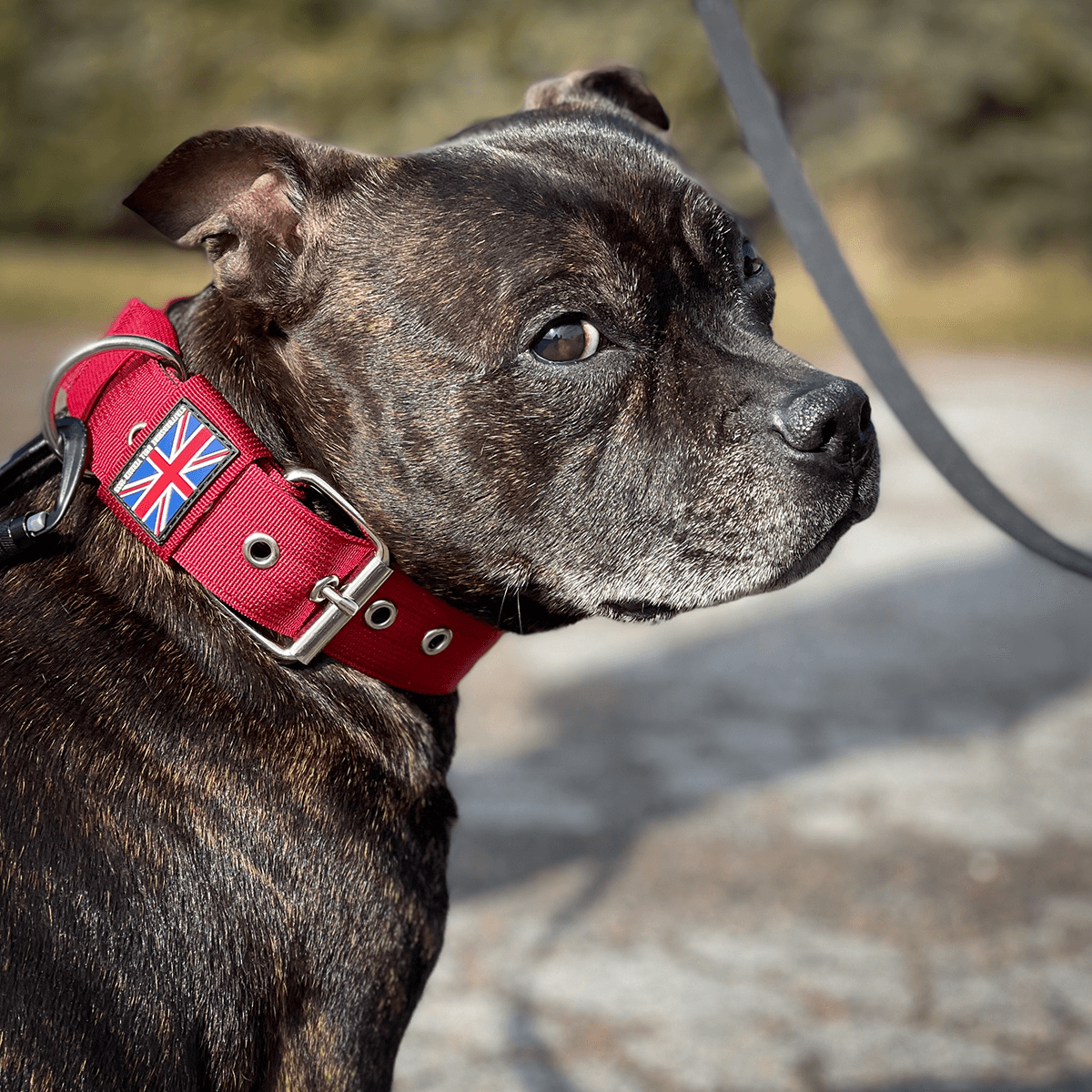 Padded Nylon Collar Staffordshire Bull Terrier 1935®