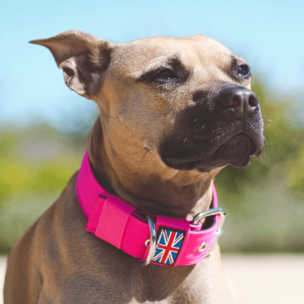 Padded Nylon Collar Staffordshire Bull Terrier 1935®