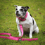 Padded Nylon Collar Staffordshire Bull Terrier 1935®