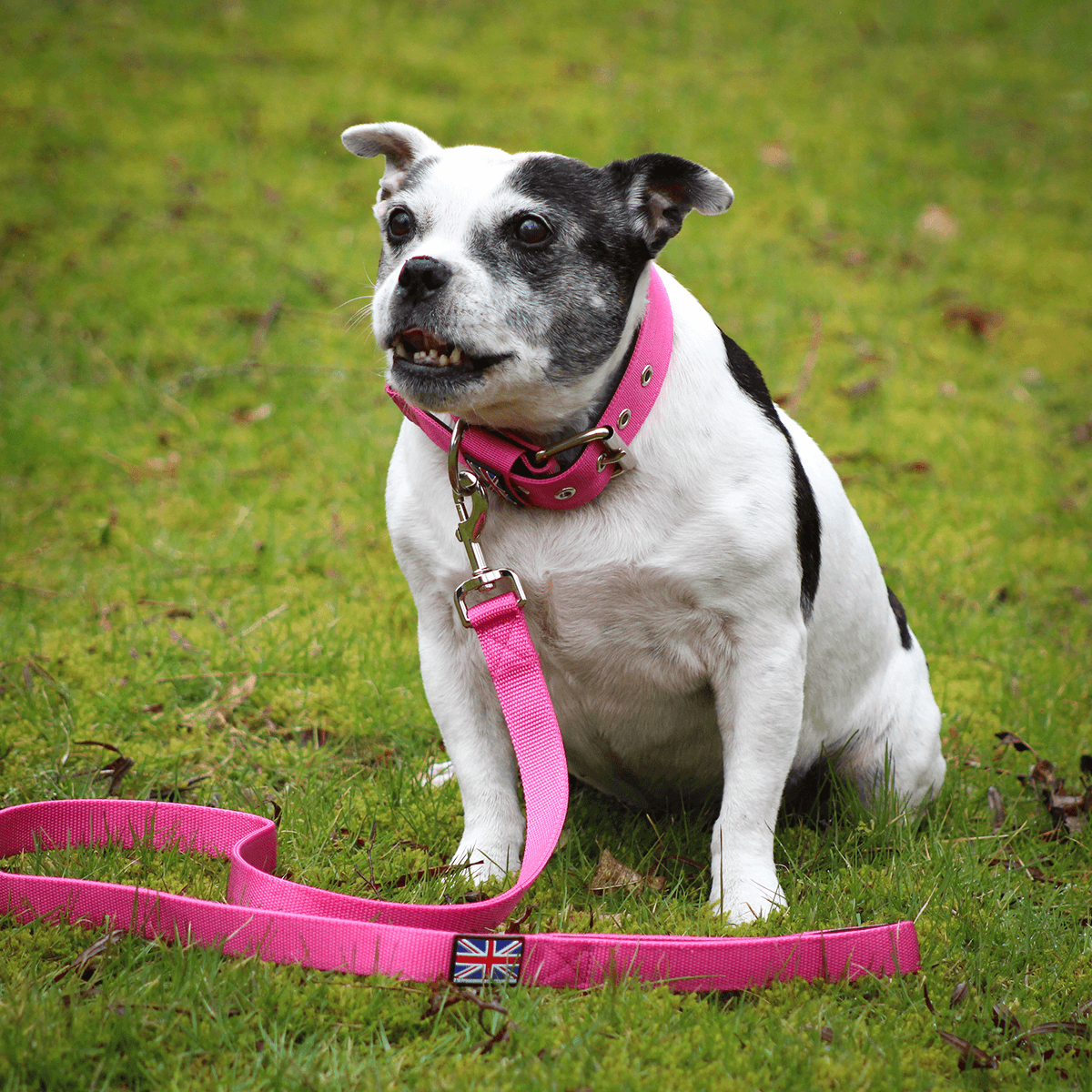 Padded Nylon Collar Staffordshire Bull Terrier 1935®