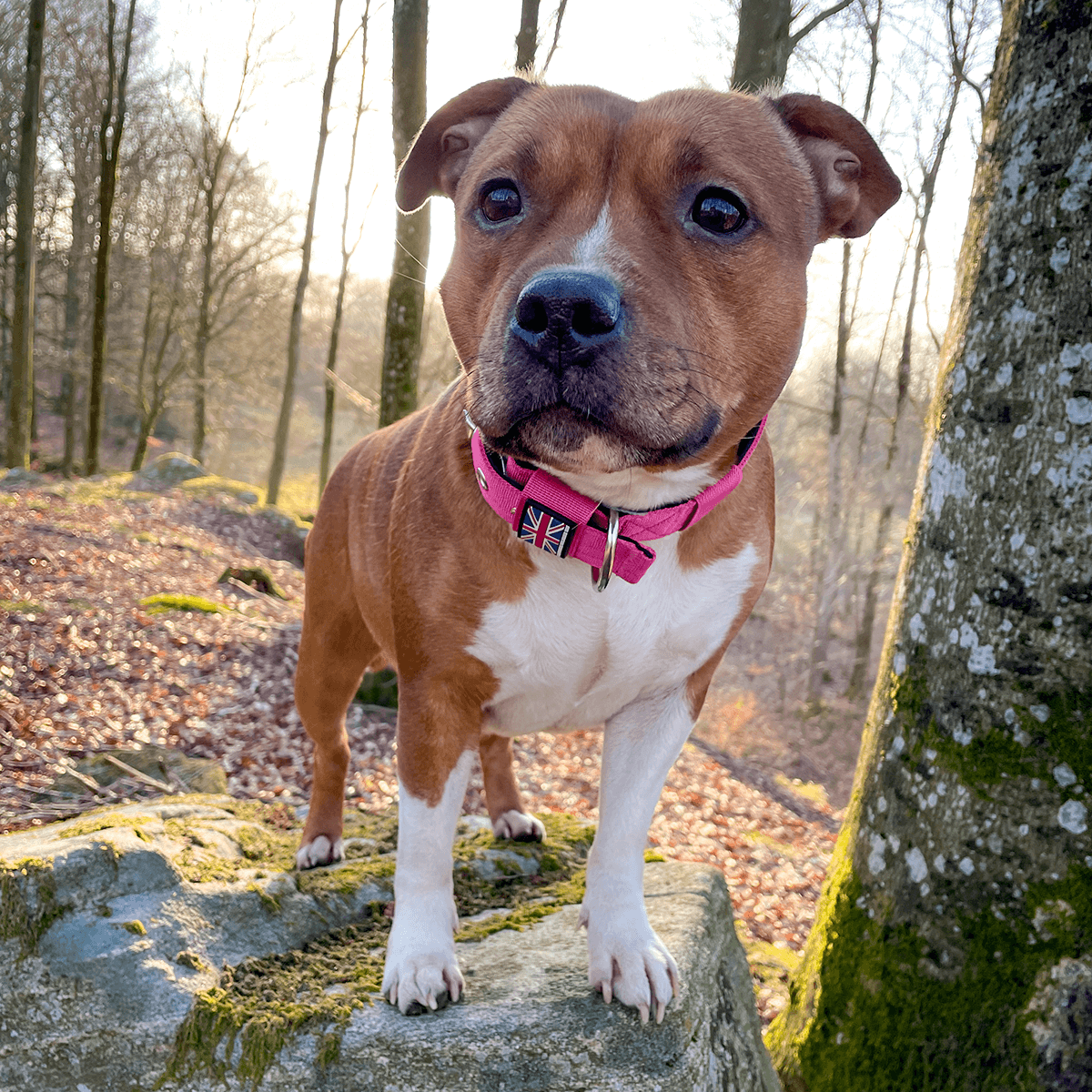 Padded Nylon Collar Staffordshire Bull Terrier 1935®