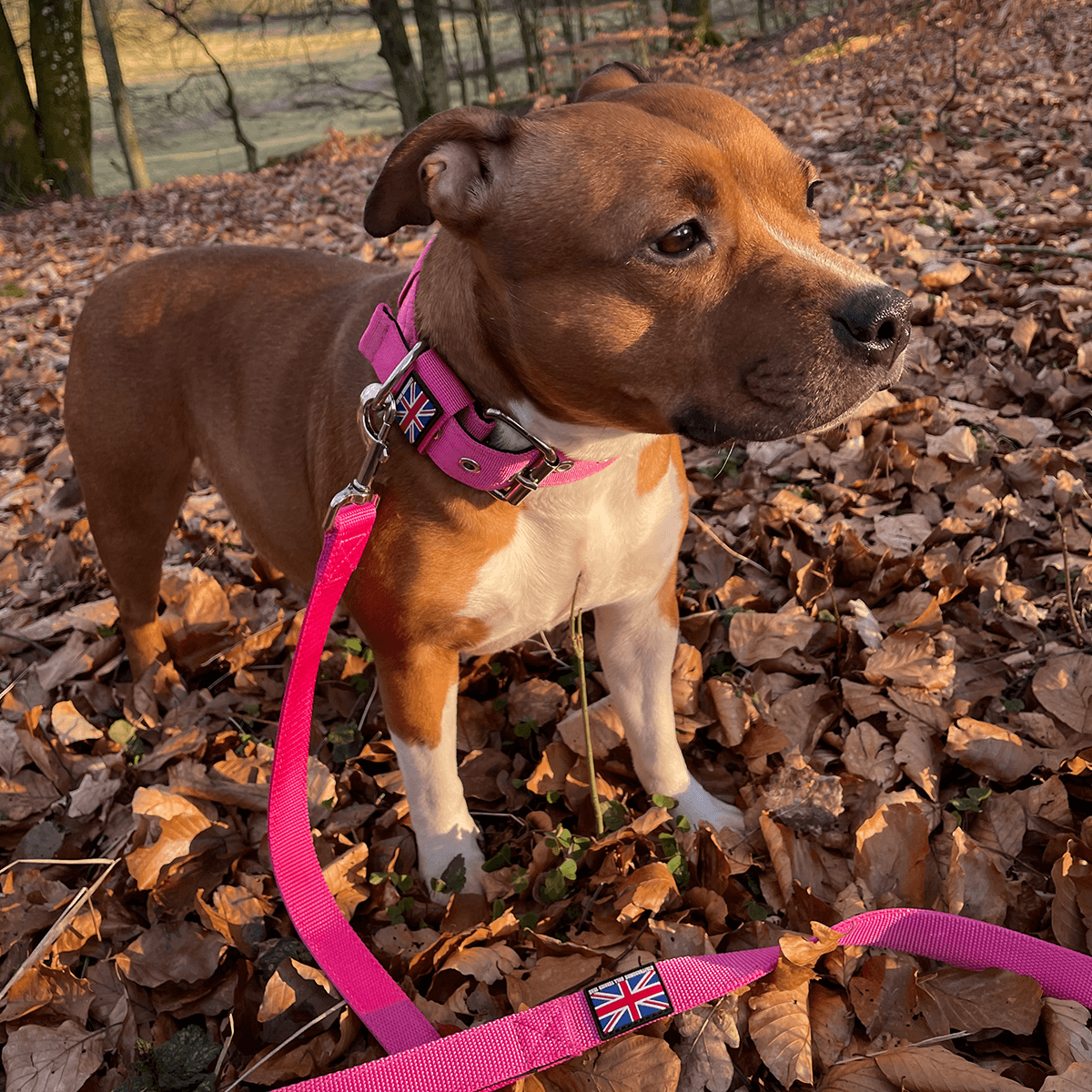 Padded Nylon Collar Staffordshire Bull Terrier 1935®