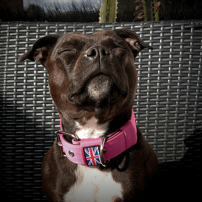 Padded Nylon Collar Staffordshire Bull Terrier 1935®