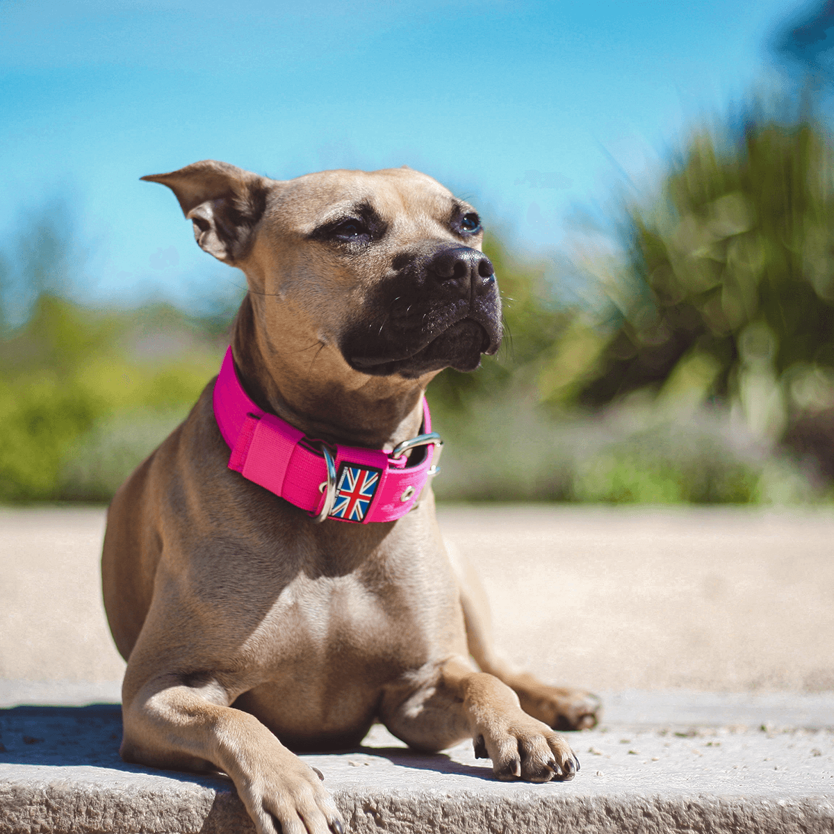 Padded Nylon Collar Staffordshire Bull Terrier 1935®