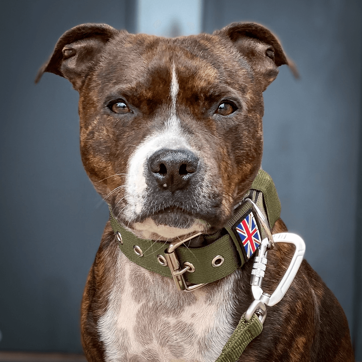 Padded Nylon Collar Staffordshire Bull Terrier 1935®