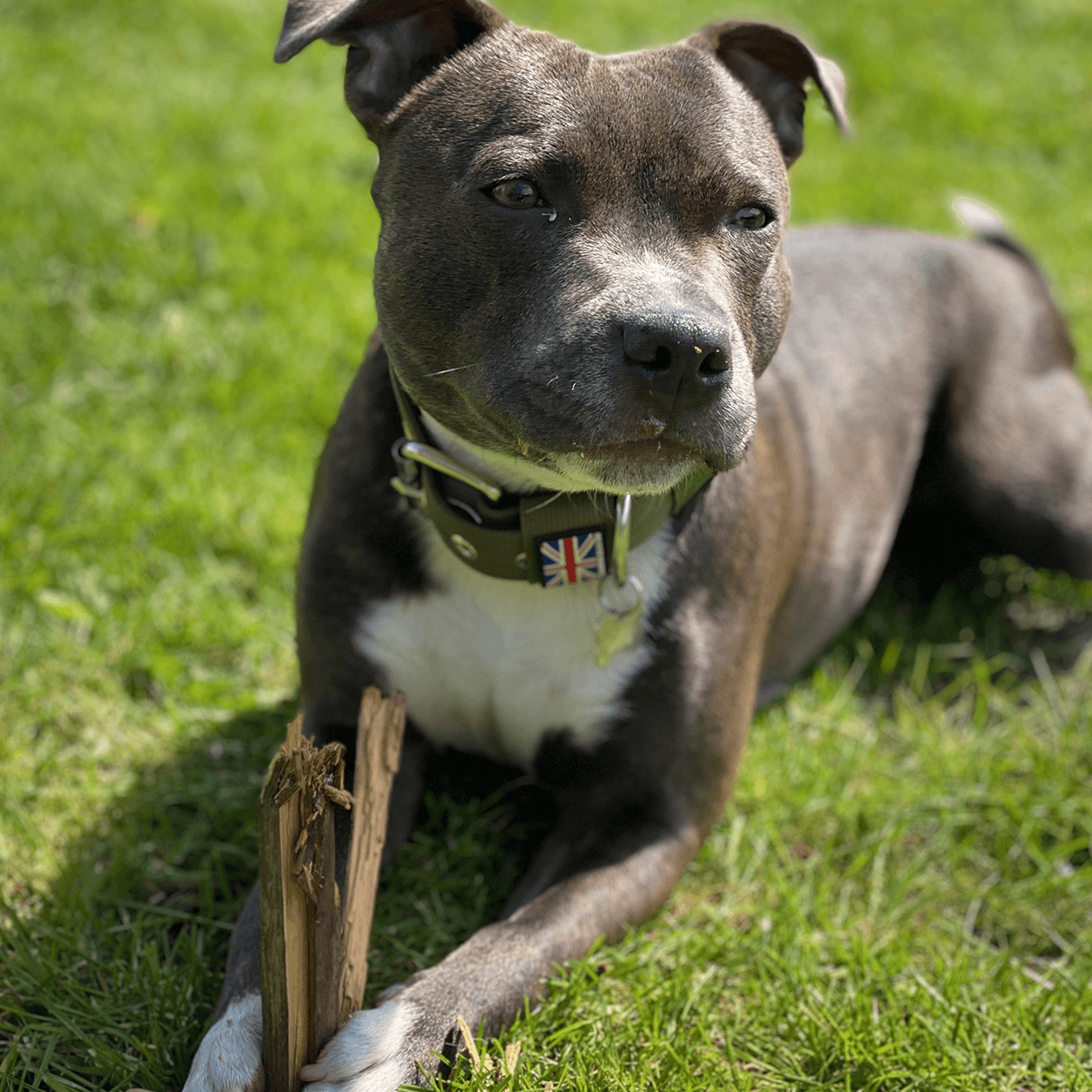 Padded Nylon Collar Staffordshire Bull Terrier 1935®