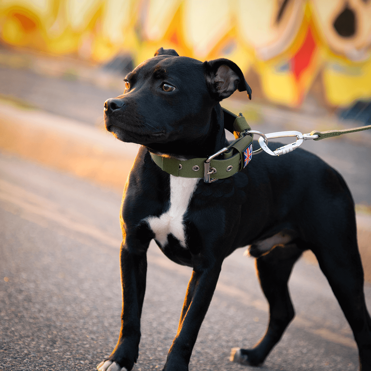 Padded Nylon Collar Staffordshire Bull Terrier 1935®