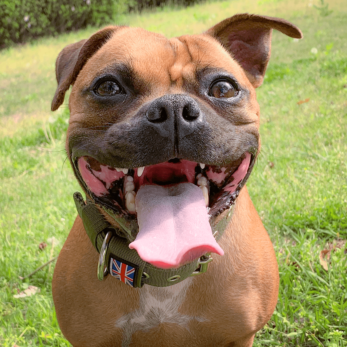 Padded Nylon Collar Staffordshire Bull Terrier 1935®