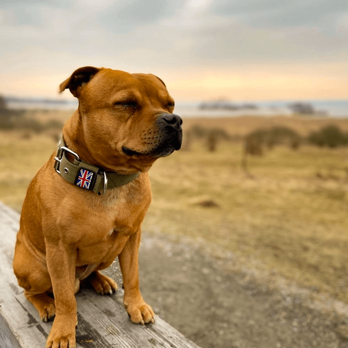 Padded Nylon Collar Staffordshire Bull Terrier 1935®