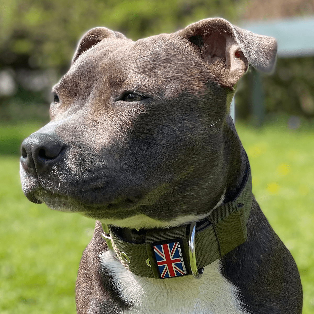 Padded Nylon Collar Staffordshire Bull Terrier 1935®