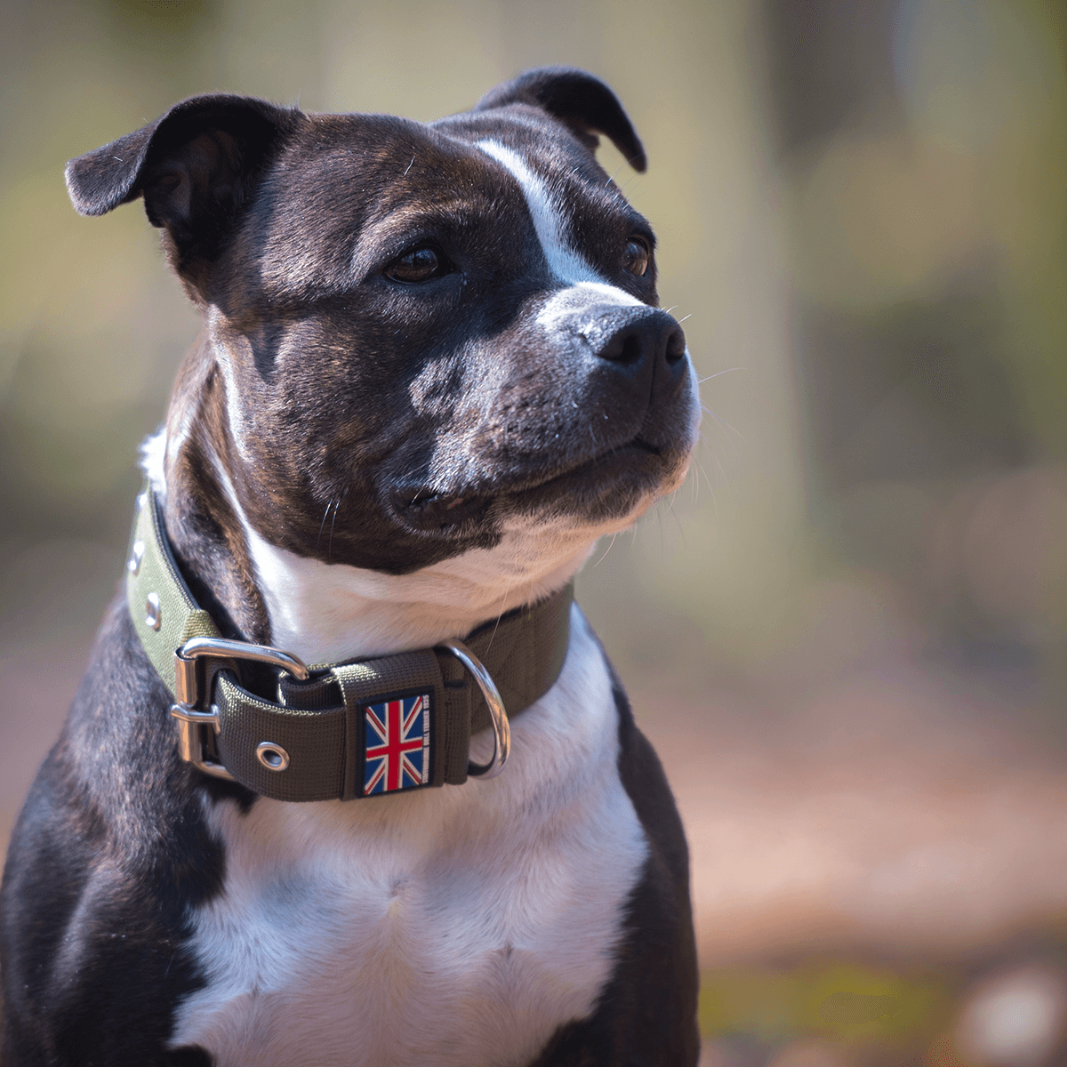 Padded Nylon Collar Staffordshire Bull Terrier 1935®