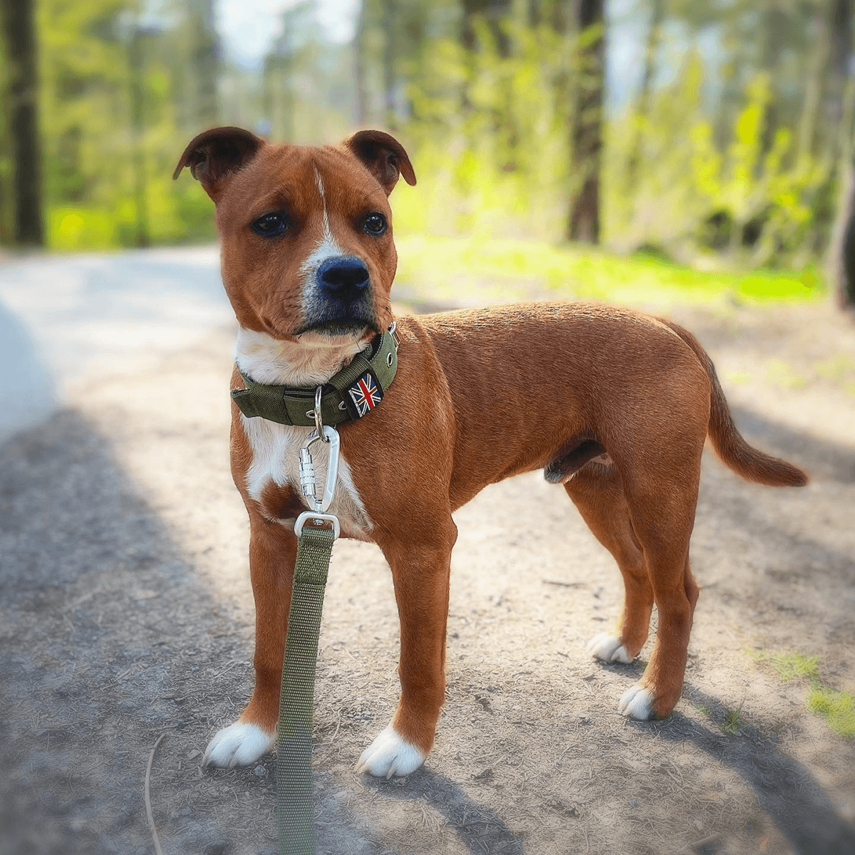 Padded Nylon Collar Staffordshire Bull Terrier 1935®