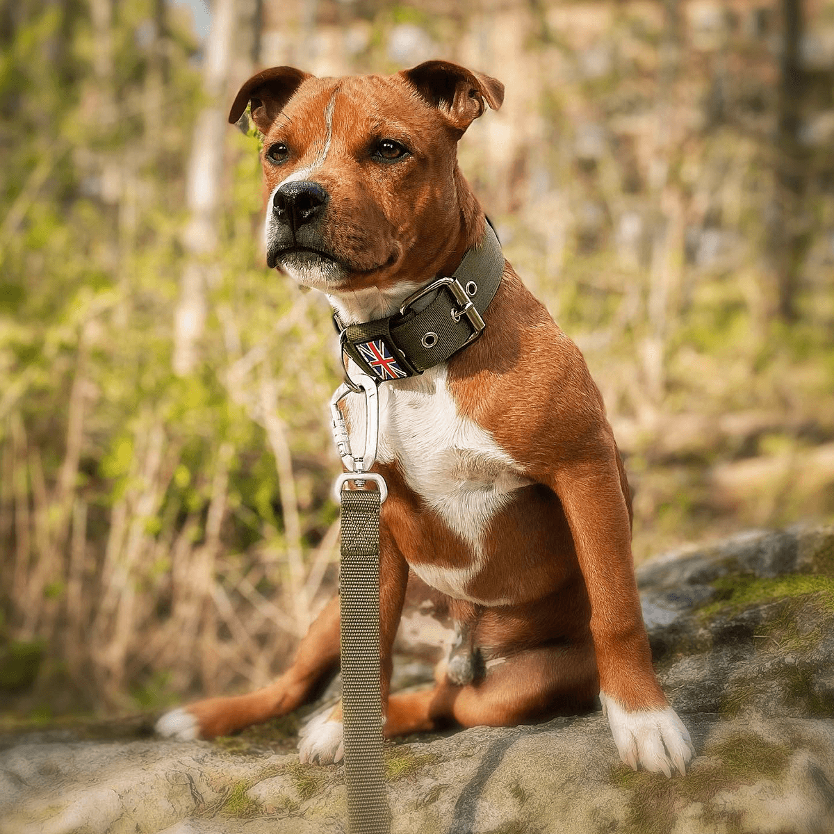 Padded Nylon Collar Staffordshire Bull Terrier 1935®