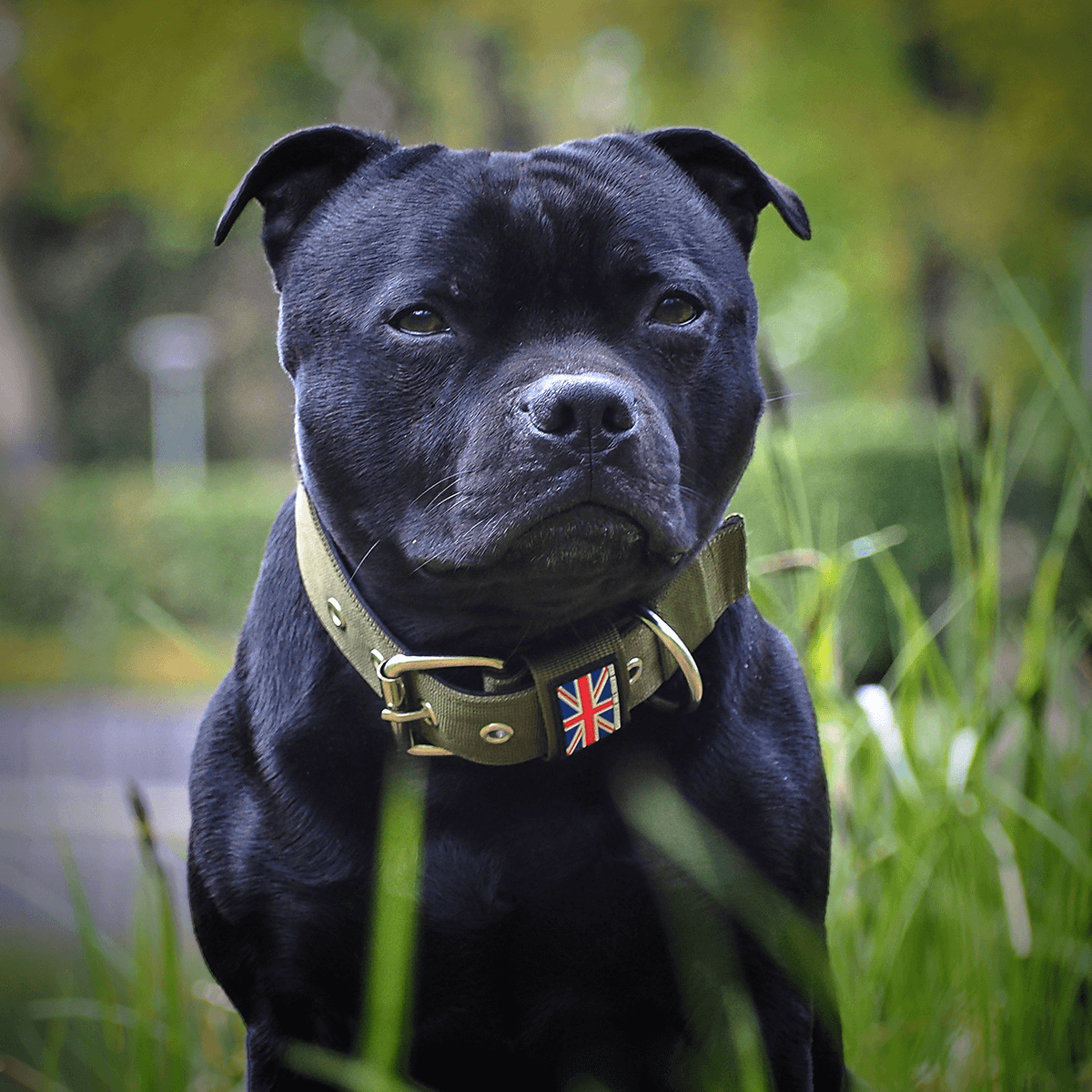 Padded Nylon Collar Staffordshire Bull Terrier 1935®