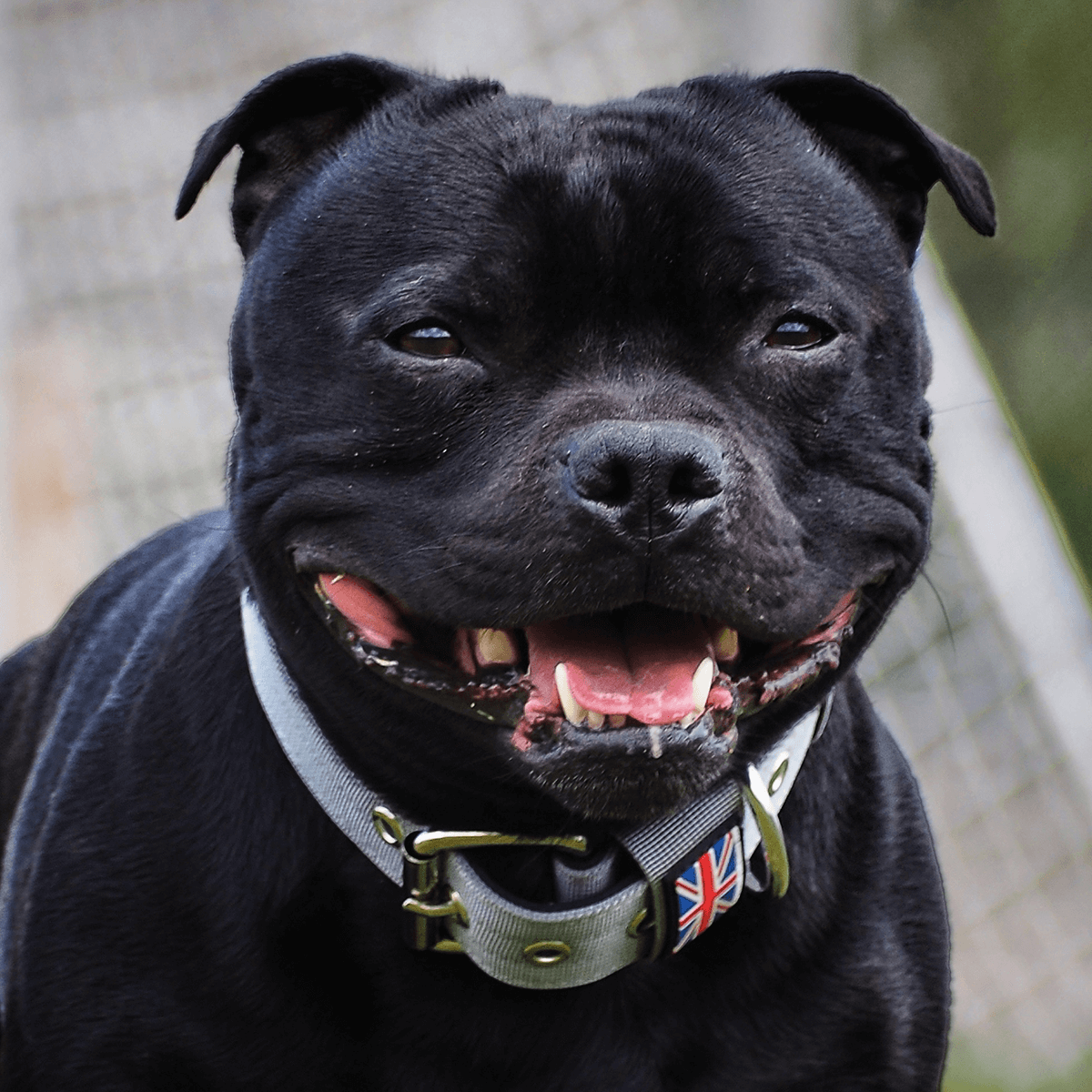 Padded Nylon Collar - Staffordshire Bull Terrier 1935®