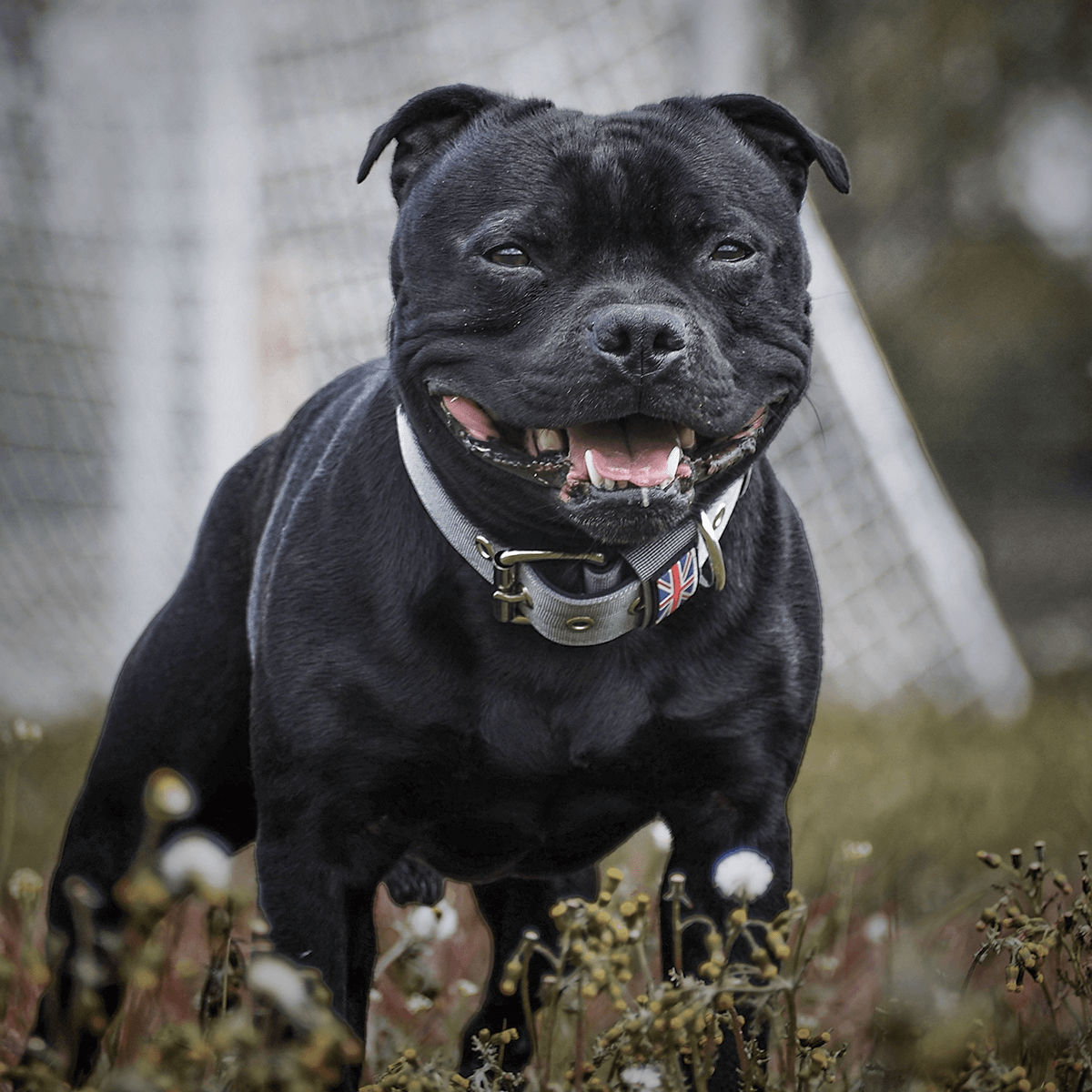 Padded Nylon Collar Staffordshire Bull Terrier 1935®