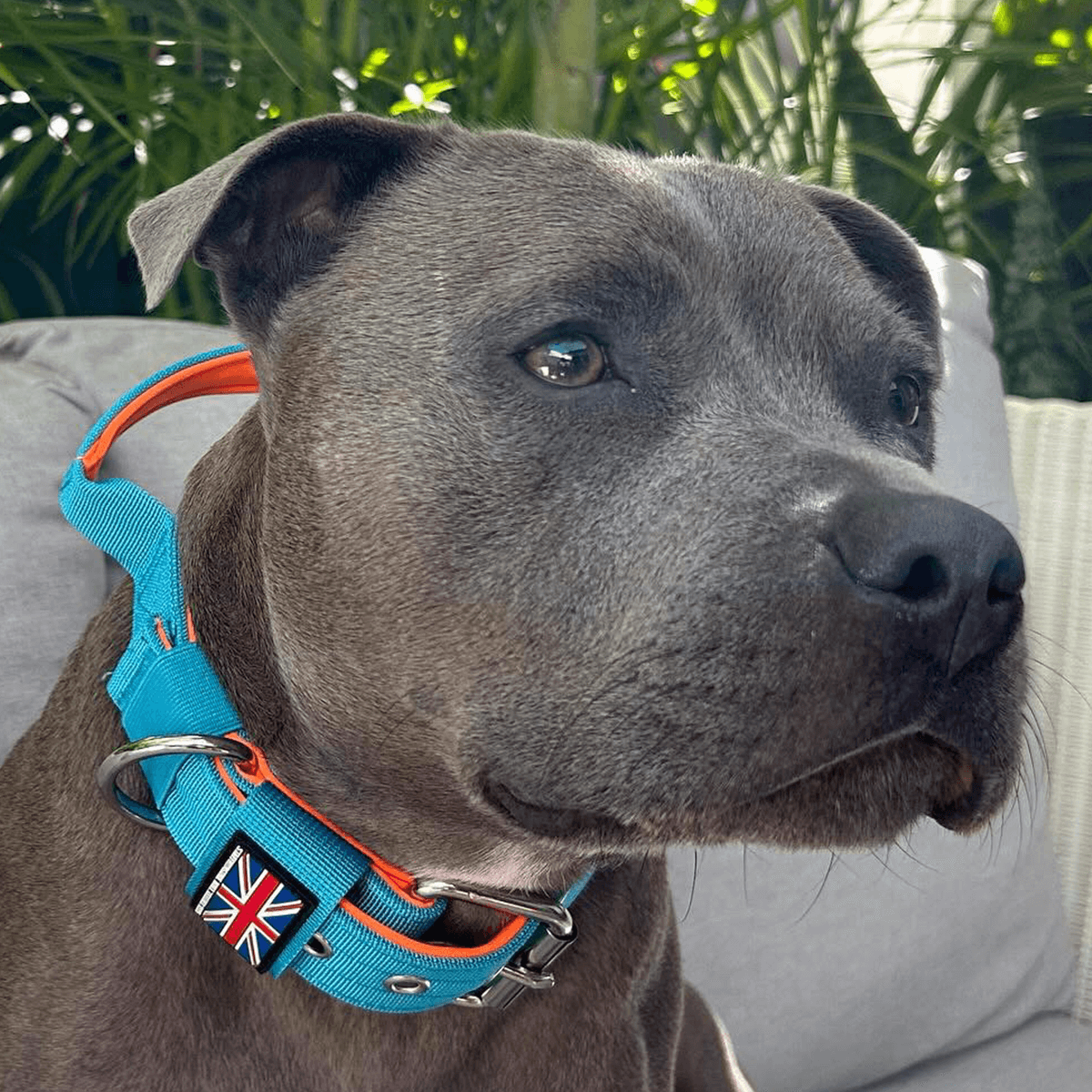 Staffordshire Bull Terrier Nylon Collar with Handle - Staffordshire Bull Terrier 1935®