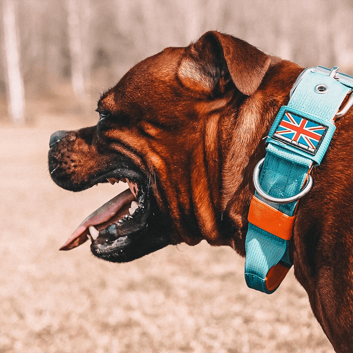 Staffordshire Bull Terrier Nylon Collar with Handle - Staffordshire Bull Terrier 1935®