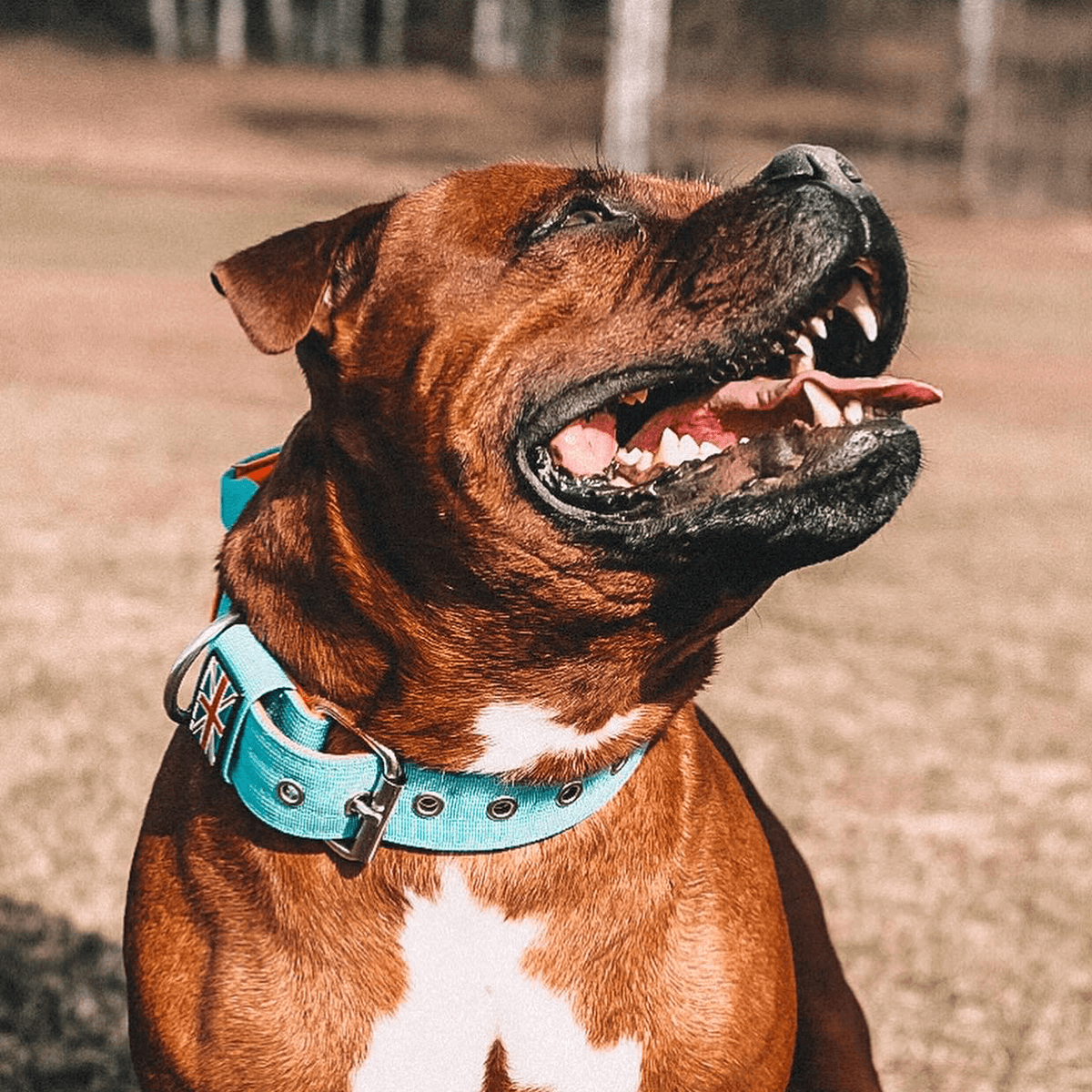 Staffordshire Bull Terrier Nylon Collar with Handle - Staffordshire Bull Terrier 1935®