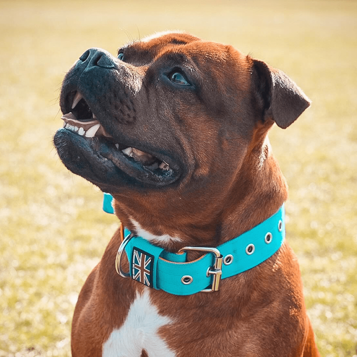 Staffordshire Bull Terrier Nylon Collar with Handle - Staffordshire Bull Terrier 1935®