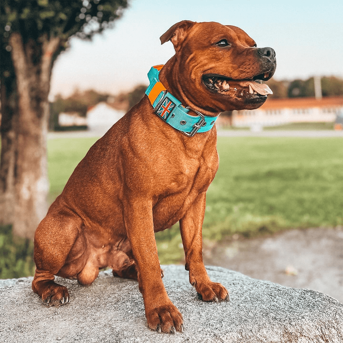 Staffordshire Bull Terrier Nylon Collar with Handle - Staffordshire Bull Terrier 1935®