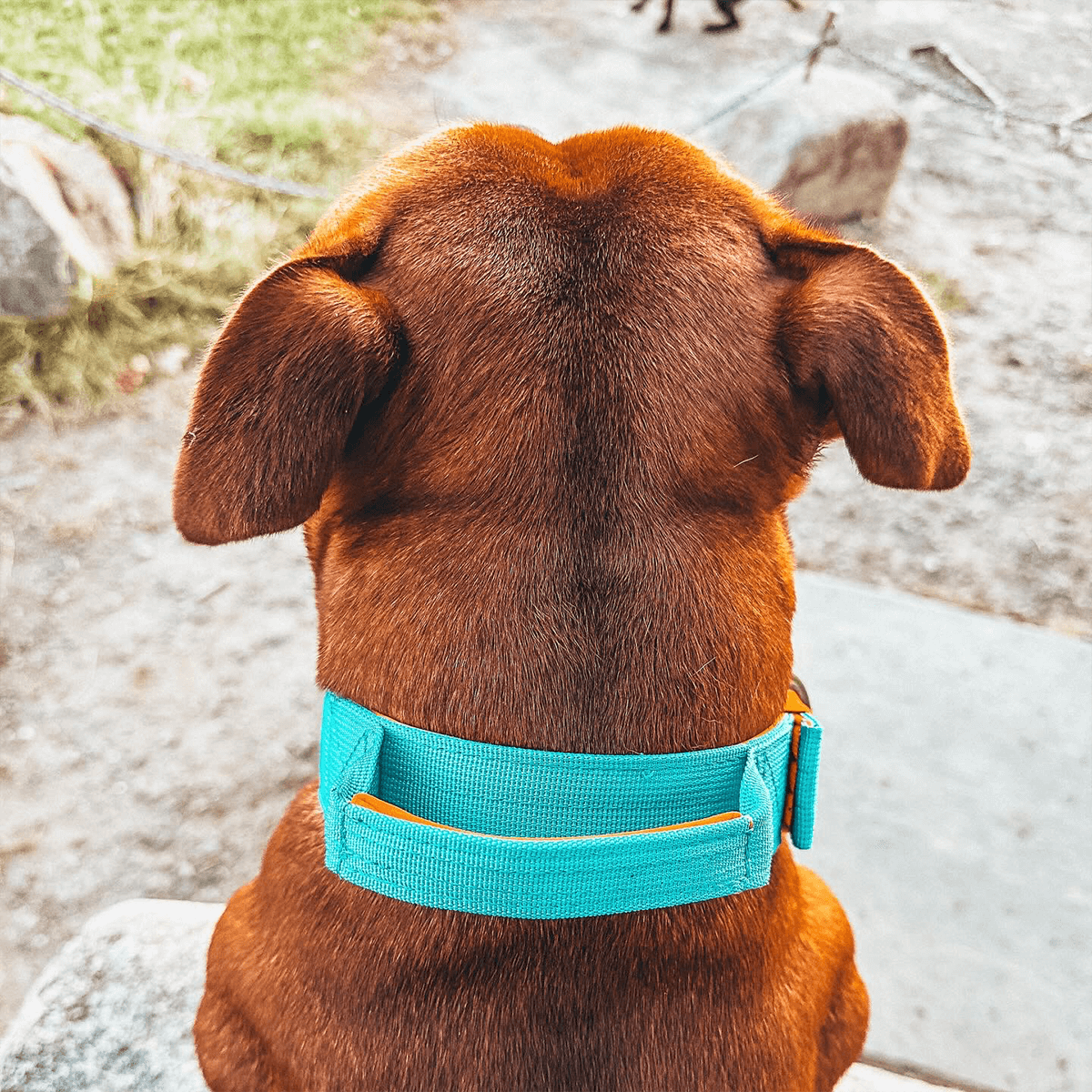 Staffordshire Bull Terrier Nylon Collar with Handle - Staffordshire Bull Terrier 1935®