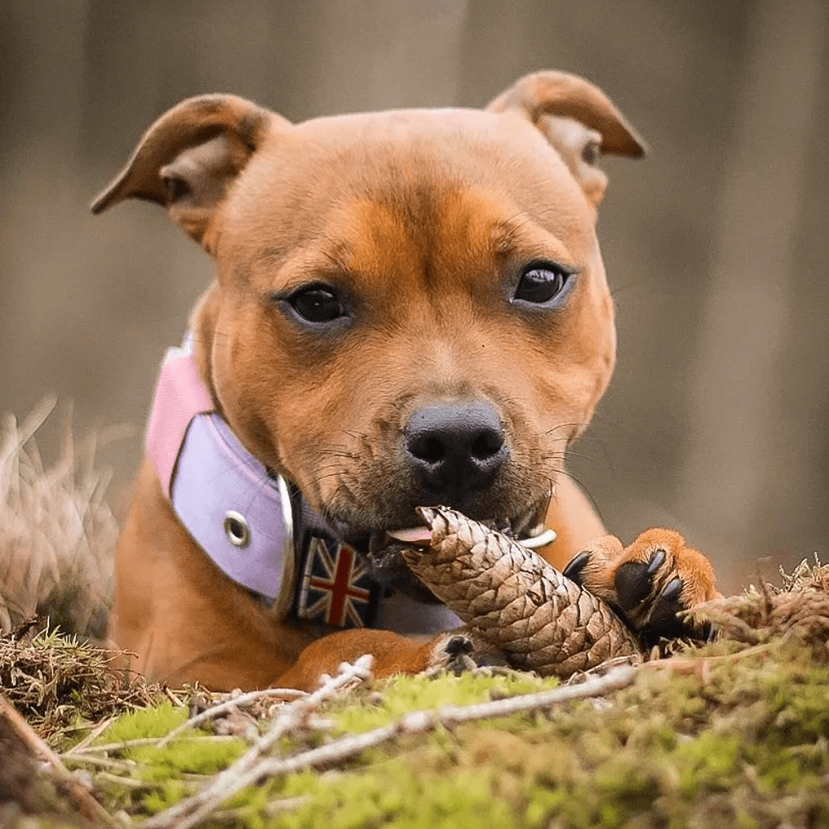 Padded Nylon Collar Staffordshire Bull Terrier 1935®