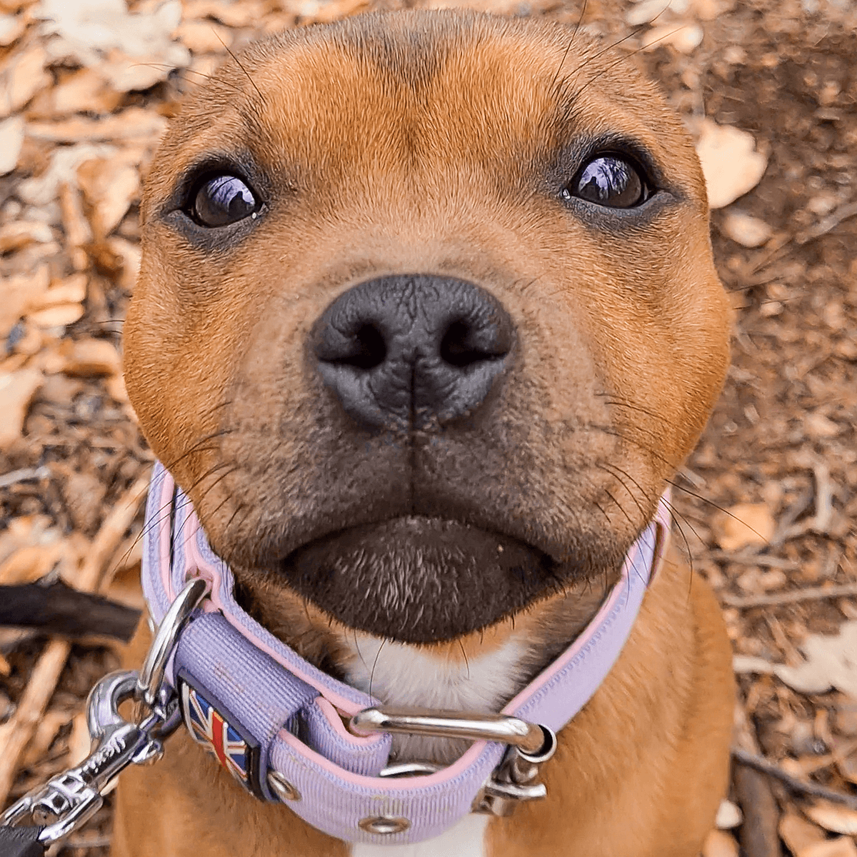 Padded Nylon Collar Staffordshire Bull Terrier 1935®