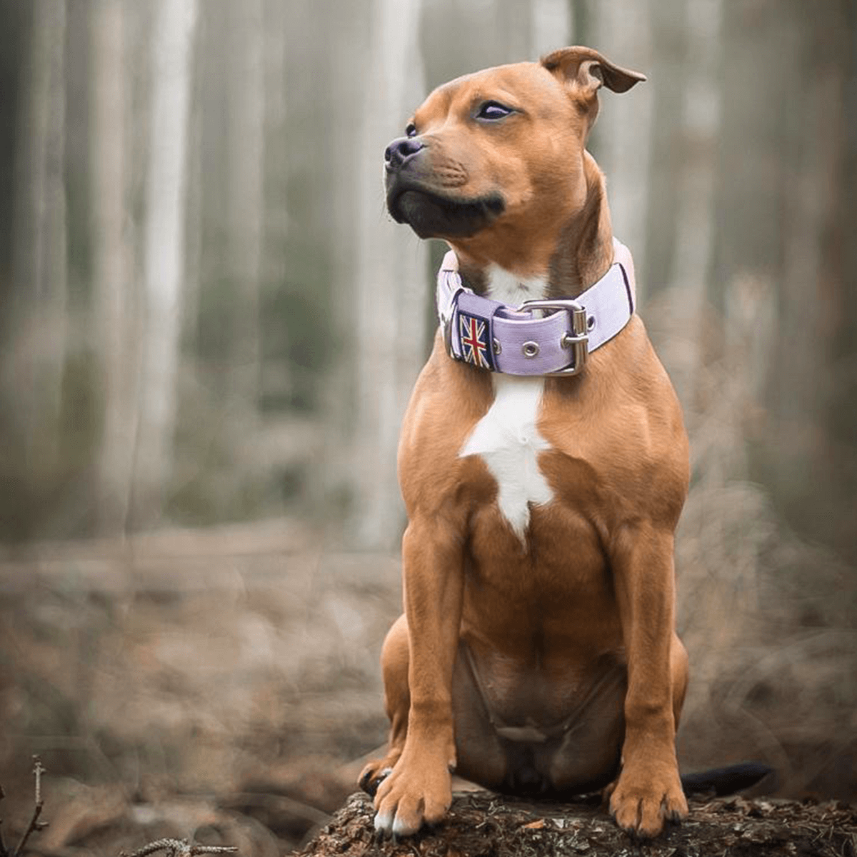 Padded Nylon Collar Staffordshire Bull Terrier 1935®