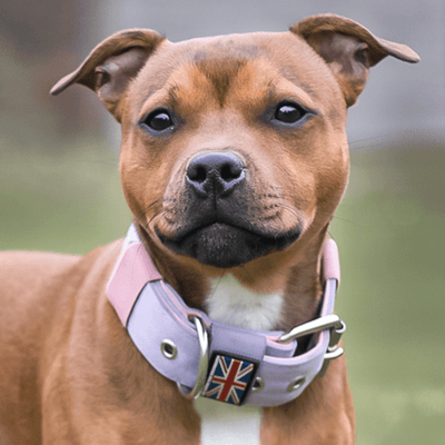 Padded Nylon Collar Staffordshire Bull Terrier 1935®