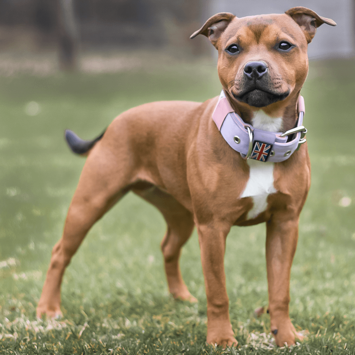 Padded Nylon Collar Staffordshire Bull Terrier 1935®