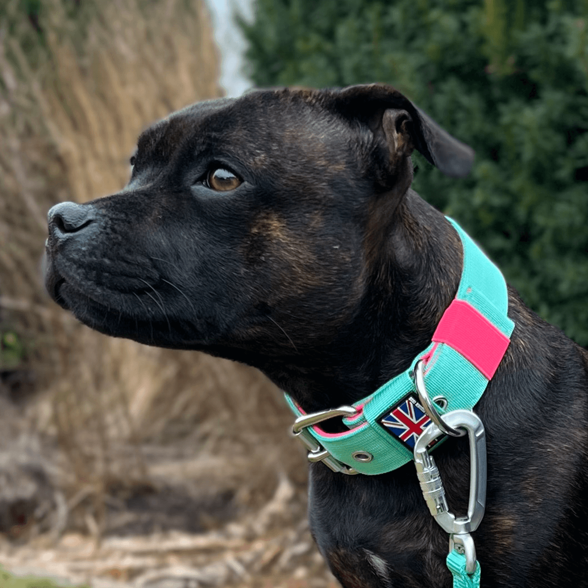 Staffordshire Bull Terrier Nylon Collar with Handle - Staffordshire Bull Terrier 1935®