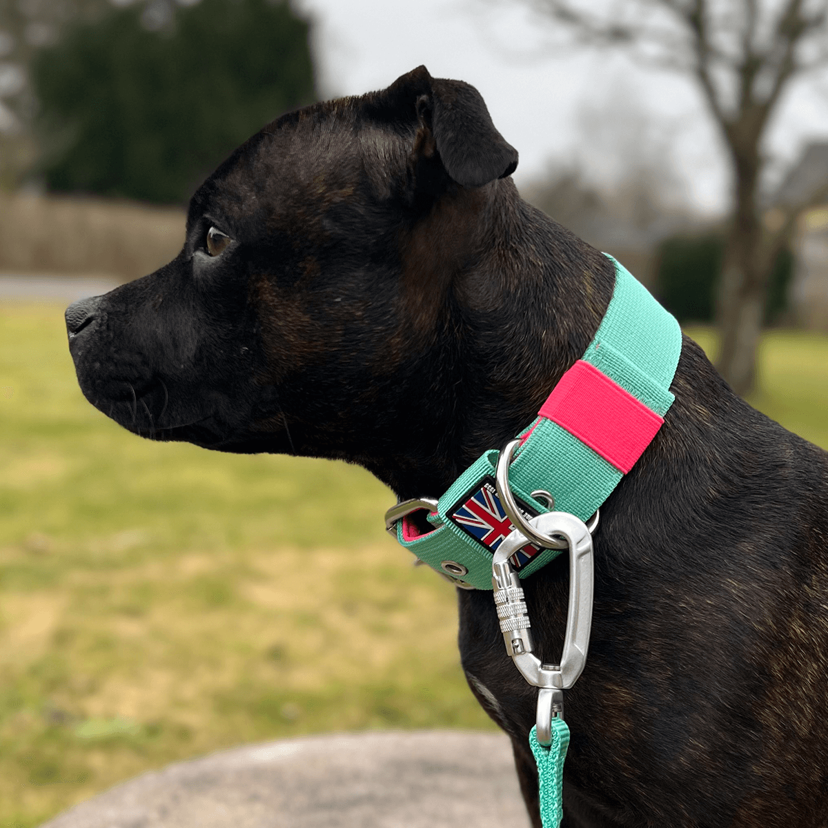 Padded Nylon Collar Staffordshire Bull Terrier 1935®