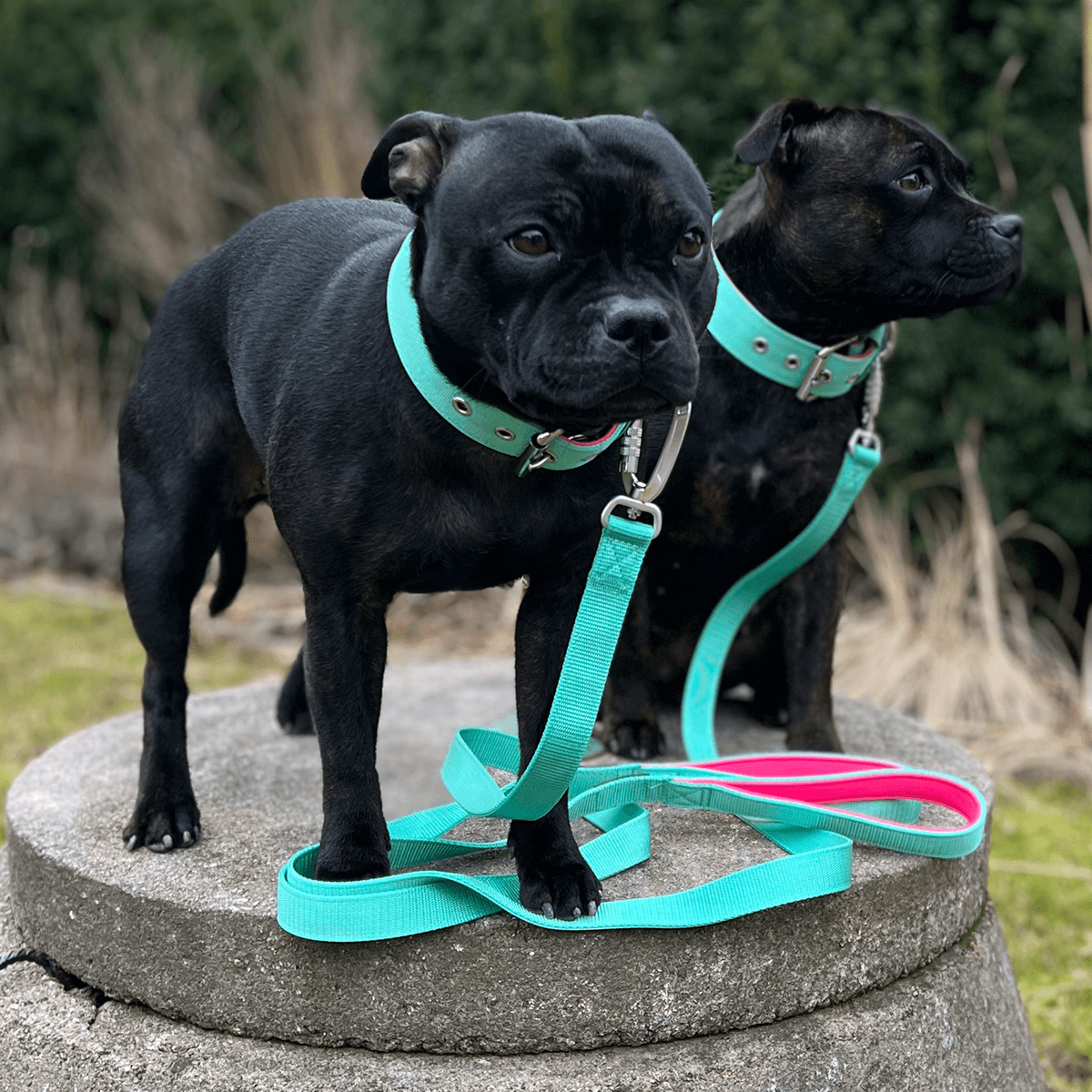 Padded Nylon Collar Staffordshire Bull Terrier 1935®