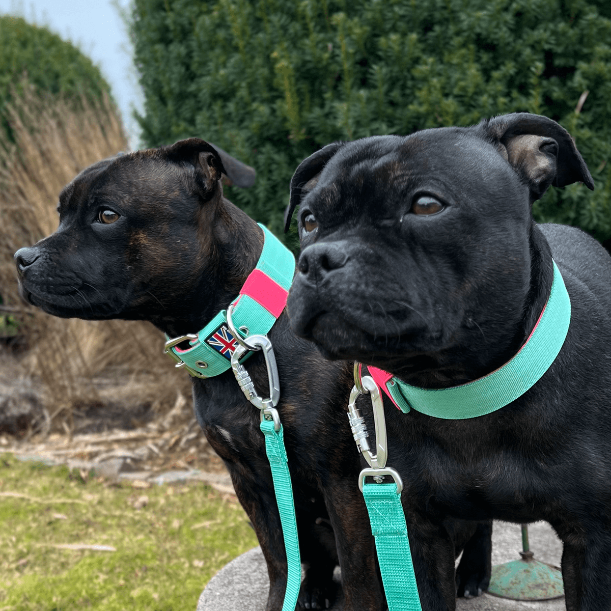 Staffordshire Bull Terrier 1935® Nylon Collar - Maya & Bonnie Edition - Mint Flamingo